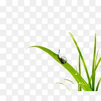 �̲���ţ���е���ţ-������