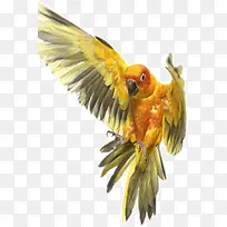动物鹦鹉-空若网 动物鹦鹉-空若网