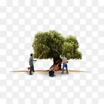 摘水果树木丰收-空若网 摘水果树木丰收-空若网