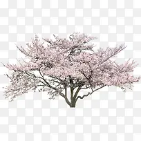 粉红花树-空若网 粉红花树-空若网