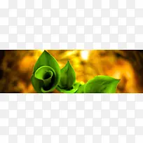 花草背景-空若网 花草背景-空若网