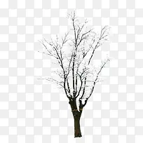 树-空若网 树-空若网