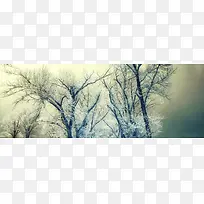 雪树-空若网 雪树-空若网