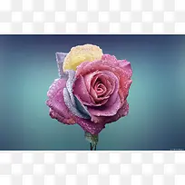 七彩花朵促销海报-空若网 七彩花朵促销海报-空若网