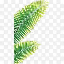 大叶植物素材-空若网 大叶植物素材-空若网