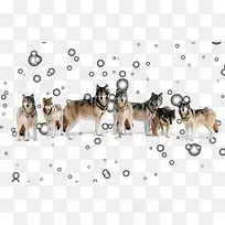动物狼群-空若网 动物狼群-空若网