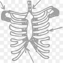 人体骨骼矢量素材-空若网 人体骨骼矢量素材-空若网