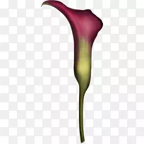 ����ֲ�ﻨ��ֲ�ﾥ-9-������