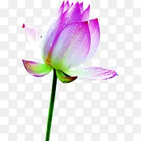 紫色可爱荷花高清-空若网 紫色可爱荷花高清-空若网