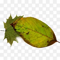 ������Ӱ��Ƶ���Ҷ-������