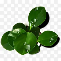 ��ɫ������Ӱ��Ҷ��Ө��͸-������