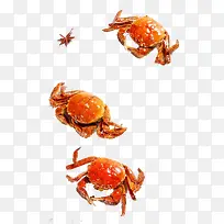 虾蟹装饰免抠素材-空若网 虾蟹装饰免抠素材-空若网