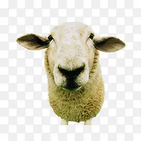 黄色绵羊淘宝促销-空若网 黄色绵羊淘宝促销-空若网