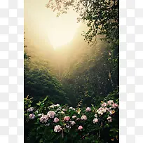 林间闪耀日光大树-空若网 林间闪耀日光大树-空若网