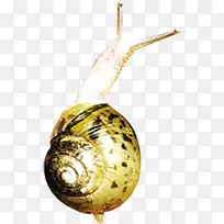 摄影在草地上爬行的蜗牛-空若网 摄影在草地上爬行的蜗牛-空若网