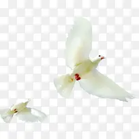 高清摄影海报海鸥图-空若网 高清摄影海报海鸥图-空若网