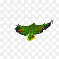 彩色鹦鹉-空若网 彩色鹦鹉-空若网