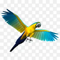 ��ɫ����-������