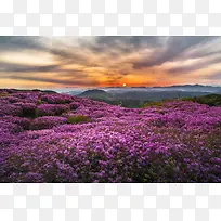 唯美紫色薰衣草摄影图-空若网 唯美紫色薰衣草摄影图-空若网