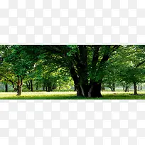 ��Ӱ����ͼ-������