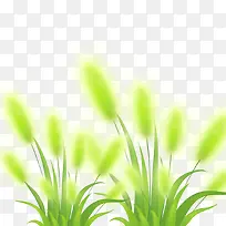 绿草-空若网 绿草-空若网