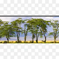 ��Ӱ����-������