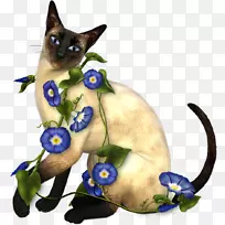 暹罗猫泰国猫-空若网 暹罗猫泰国猫-空若网