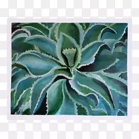 龙舌兰肉质植物芦荟开花植物-肉质植物-空若网 龙舌兰肉质植物芦荟开花植物-肉质植物-空若网