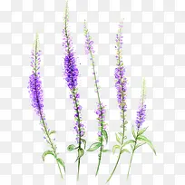 高清摄影紫色的薰衣草-空若网 高清摄影紫色的薰衣草-空若网