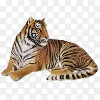 老虎png素材-空若网 老虎png素材-空若网