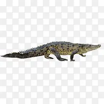 点状鳄鱼爬行侧身-空若网 点状鳄鱼爬行侧身-空若网