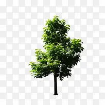 树-空若网 树-空若网