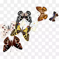 ���������ͼ-����-������