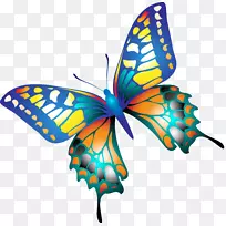 帝王蝶昆虫翅蝶-空若网 帝王蝶昆虫翅蝶-空若网