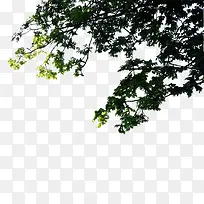 景观前景树-空若网 景观前景树-空若网