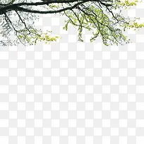 景观前景树-空若网 景观前景树-空若网