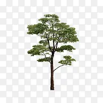 景观树绿化植物-空若网 景观树绿化植物-空若网