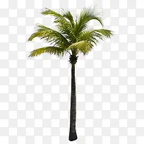 景观树-空若网 景观树-空若网