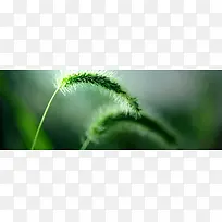 ��ɫ�Ĳ�-������