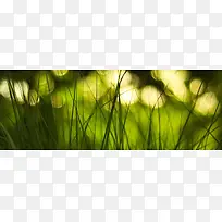 绿色的草-空若网 绿色的草-空若网