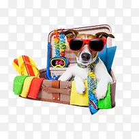 高清摄影酷酷的旅行狗狗-空若网 高清摄影酷酷的旅行狗狗-空若网