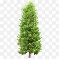 立面树绿色树-空若网 立面树绿色树-空若网