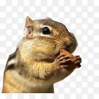松鼠 动物 可爱-空若网 松鼠 动物 可爱-空若网