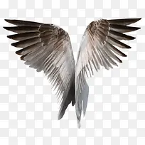 ÄñµÄ³á°ò-¿ÕÈôÍø ÄñµÄ³á°ò-¿ÕÈôÍø