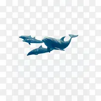 摄影生活在深海的海豚-空若网 摄影生活在深海的海豚-空若网