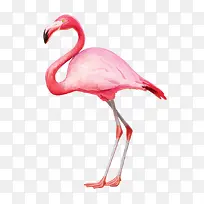 火烈鸟矢量插画-空若网 火烈鸟矢量插画-空若网