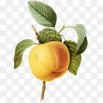 矢量插画黄桃-空若网 矢量插画黄桃-空若网