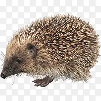 可爱刺猬动物弱小-空若网 可爱刺猬动物弱小-空若网
