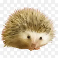高清摄影可爱的刺猬-空若网 高清摄影可爱的刺猬-空若网