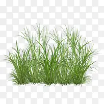 绿草图片素才-空若网 绿草图片素才-空若网